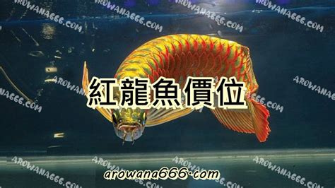 紅龍魚價錢 為什麼會長誌